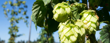 Hmelj (Humulus lupulus)